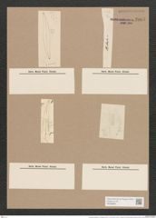 Pleurosigma angulatum var. elongatum (W.Sm.) V.H. (de-Toni-Nr.: Genus 13, Species 1001) Zeichnungen Sammlung Grunow Nr. 2005 (NHMW-BOT-W0368853)